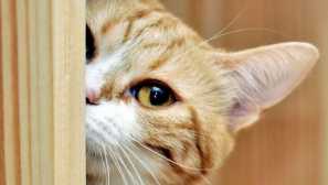 5 Nestandardní způsoby použití kočičí výplň v každodenním životě